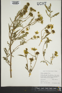 Bidens polylepis image