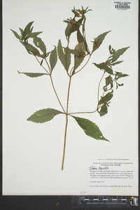 Bidens tripartita image