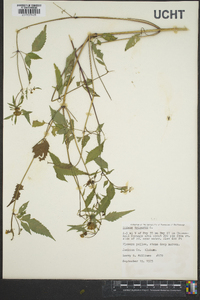 Bidens tripartita image