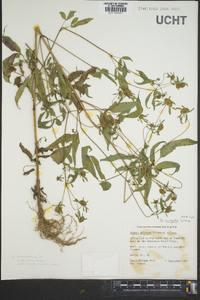 Bidens vulgata image