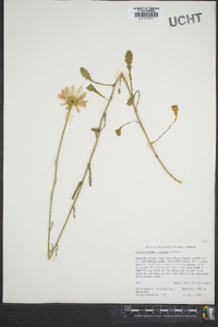 Leucanthemum lacustre image