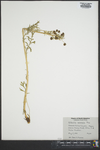 Artemisia norvegica image