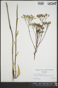 Arnoglossum sulcatum image