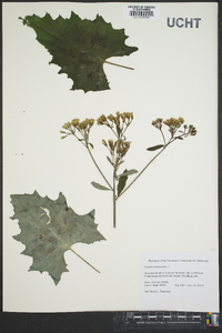 Arnoglossum atriplicifolium image