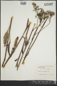 Arnoglossum ovatum image