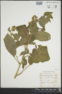 Arctium minus image