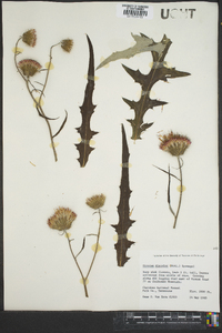 Cirsium discolor image