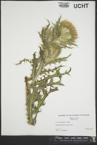 Cirsium horridulum image