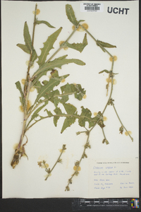 Cichorium intybus image