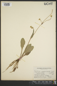 Krigia biflora image