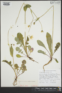 Krigia biflora image