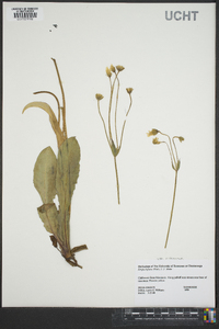 Krigia biflora image