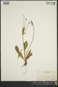 Krigia biflora image