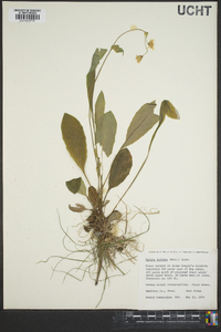 Krigia biflora image