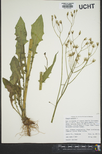 Crepis pulchra image