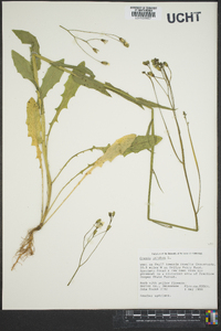 Crepis pulchra image