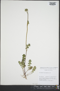 Youngia japonica image