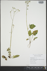 Youngia japonica image