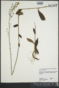 Hieracium gronovii image