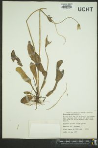 Hieracium pilosella image