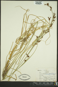 Rhynchospora glomerata image