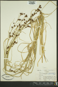 Rhynchospora glomerata image