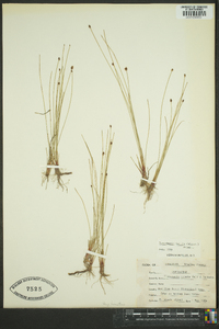 Eleocharis tenuis image