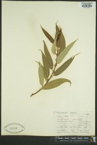 Salix lasiandra image