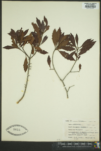 Myrica cerifera image