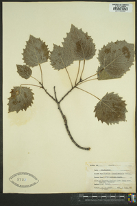 Populus grandidentata image