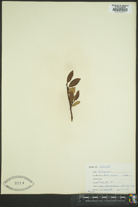 Salix nivalis image