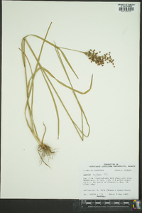 Juncus biflorus image