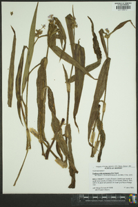 Tradescantia subaspera image