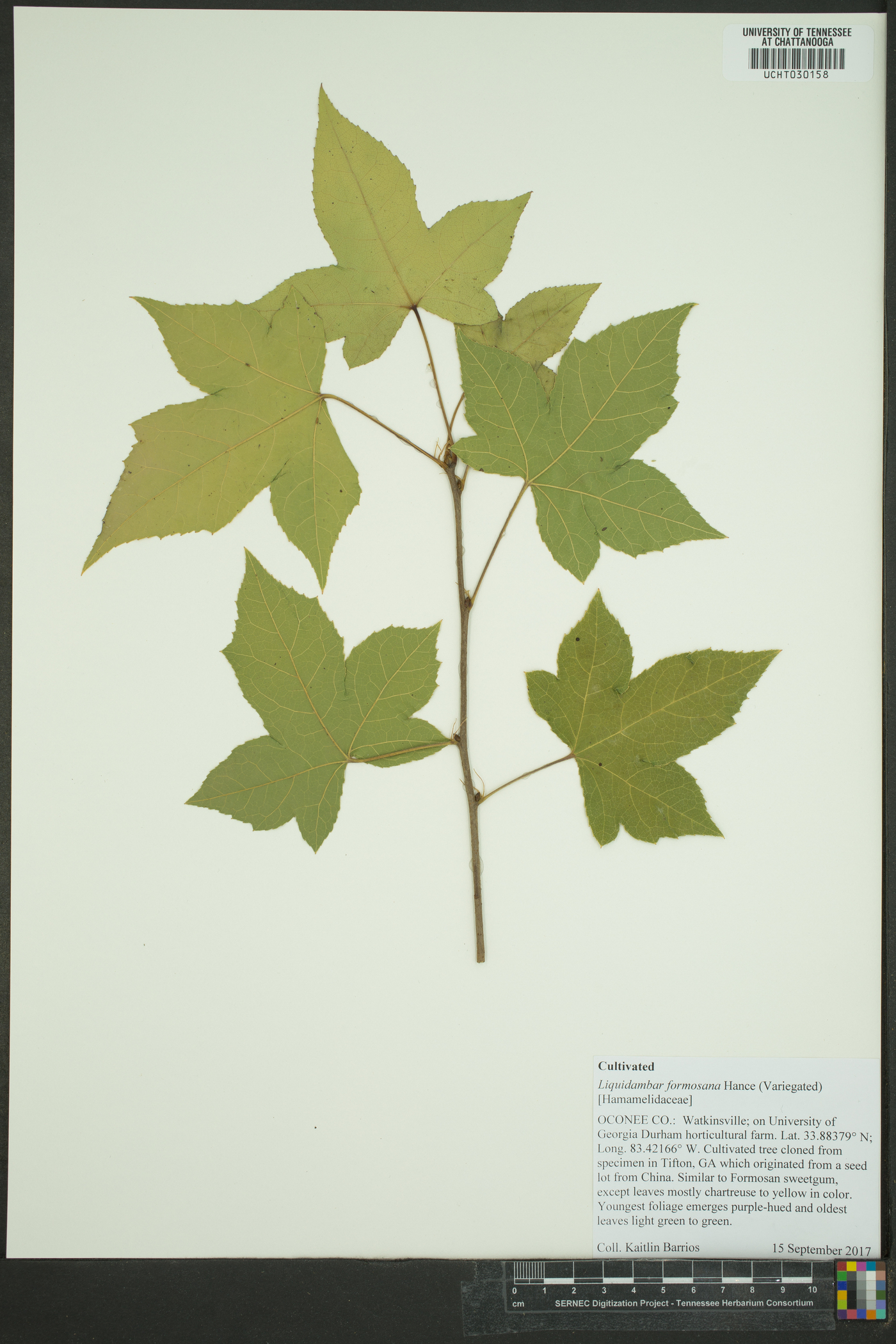 Liquidambar formosana image