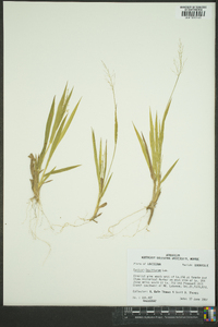 Panicum laxiflorum image