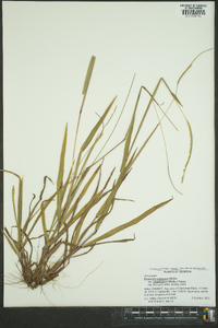 Paspalum setaceum var. ciliatifolium image