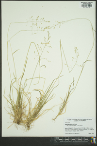 Poa sylvestris image