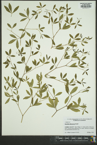 Baptisia albescens image