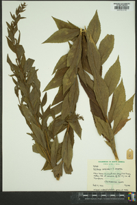 Solidago speciosa image