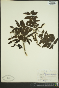 Juglans californica image