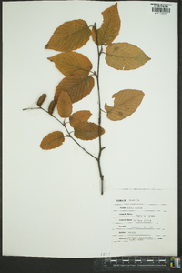 Betula lutea image