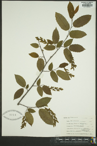 Betula lutea image