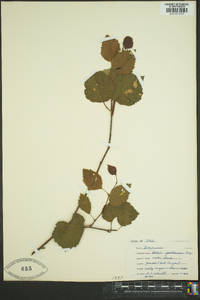 Betula occidentalis image