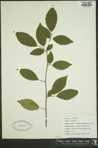 Betula alleghaniensis image