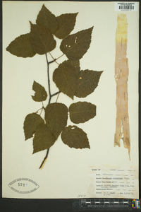 Betula cordifolia image