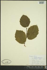 Corylus cornuta image