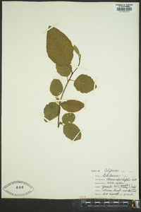 Alnus rhombifolia image