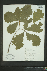 Quercus bicolor image