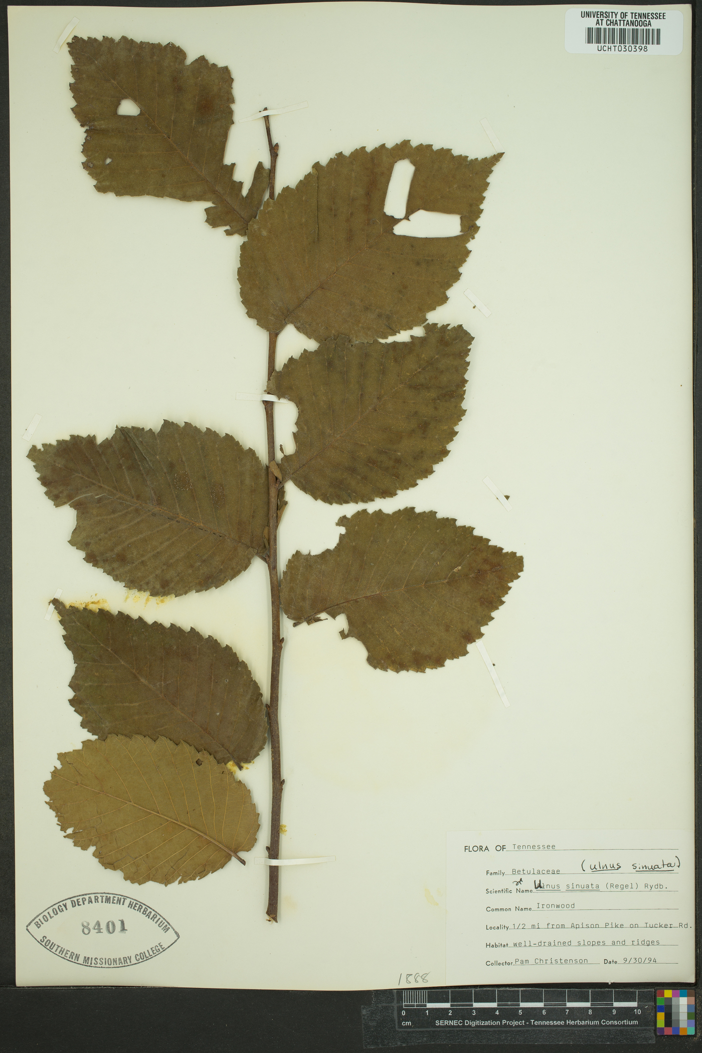 Alnus sinuata image