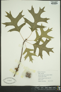 Quercus palustris image